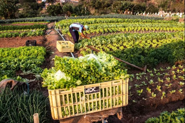 AGRICULTURA FAMILIAR